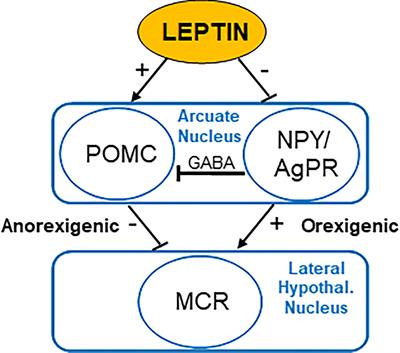 Frontiers | Leptin And Obesity: Role And Clinical Implication